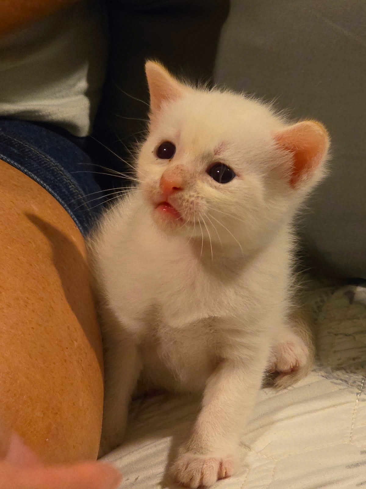 Casper is registered to the contest to win money with this photo: kitten, cat, white_cat, pet, young_animal, indoor, quilt, curious, small, feline, paw, human_arm, human_leg, closeup, soft_light, animal_face, cute, domestic_animal, fur, whiskers