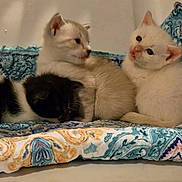 Casper is registered to the contest to win money with this photo: kitten, cat, animal, pet, feline, cute, sleeping, curious, blanket, pattern, indoor, young, fur, whiskers, resting, cozy, three, small, domestic, companion