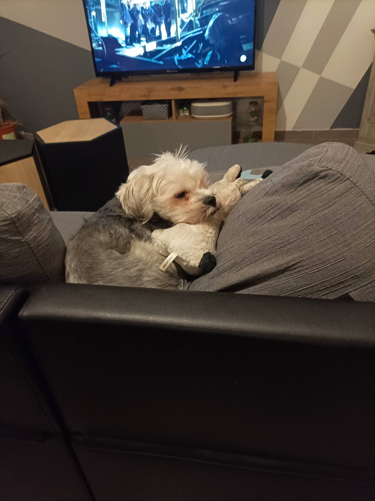 Pekinois participe au concours pour gagner de l'argent avec cette photo : cable_television, carnivore, comfort, companion_dog, couch, display_device, dog, dog_breed, electronic_device, flat_panel_display, flooring, gadget, home_appliance, linens, living_room, pillow, television, television_set, throw_pillow, toy_dog