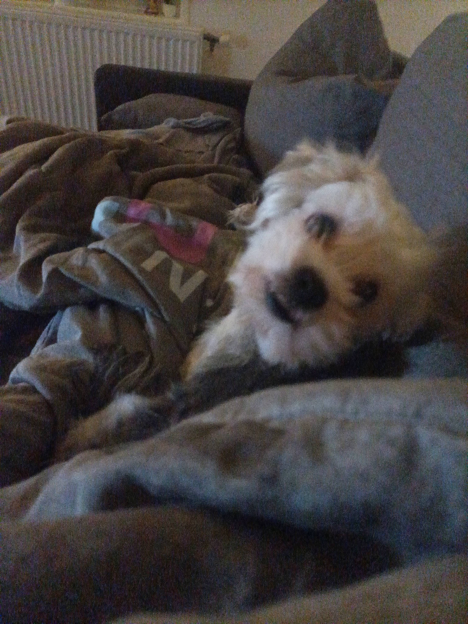 Pekinois a rejoint le concours — aidez-le/la à gagner de superbes lots ! carnivore, chair, comfort, companion_dog, couch, dog, dog_breed, dog_supply, fawn, fur, linens, living_room, pillow, room, small_terrier, sporting_group, terrier, throw_pillow, toy_dog, working_animal