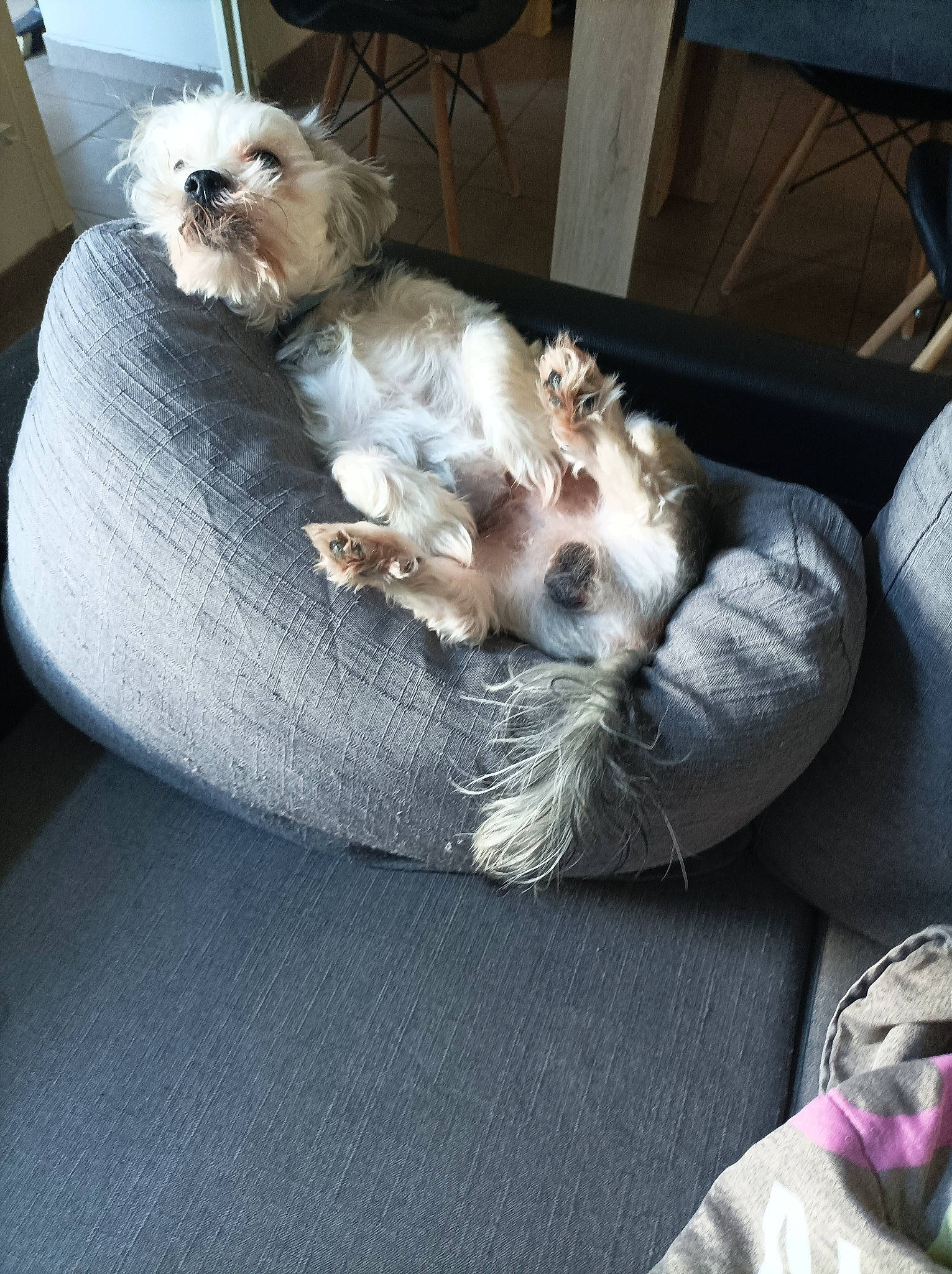 Pekinois a rejoint le concours — aidez-le/la à gagner de superbes lots ! carnivore, comfort, companion_dog, couch, dog, dog_bed, dog_breed, dog_supply, fawn, felidae, fur, paw, puppy_love, schnauzer, small_terrier, small_to_medium_sized_cats, tail, terrier, toy_dog, whiskers