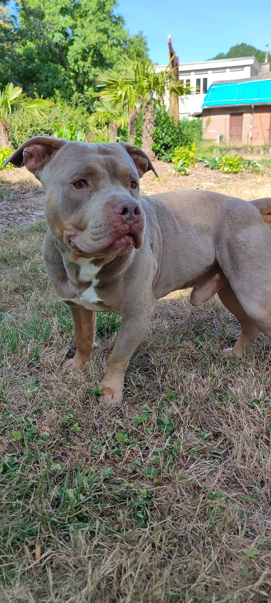 Riplay participe au concours pour gagner de l'argent avec cette photo : canidae, carnivore, companion_dog, dog, dog_breed, fawn, grass, hunting_dog, liver, non_sporting_group, plant, snout, sporting_group, terrestrial_animal, tree, whiskers, working_animal, working_dog