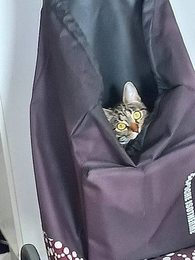 Kefta a rejoint le concours — aidez-le/la à gagner de superbes lots ! bag, brand, collar, electric_blue, fashion_accessory, felidae, font, grey, magenta, purple, sleeve, top, zipper