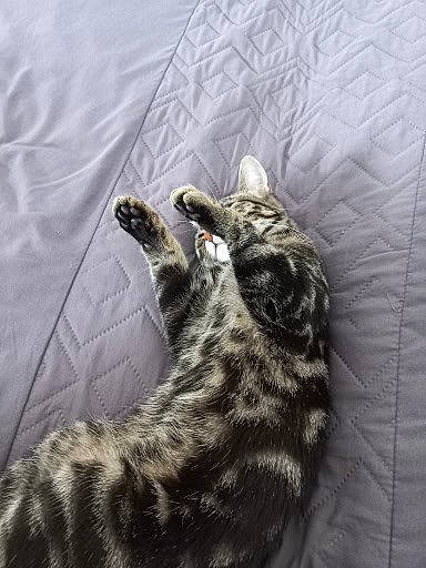 Kefta a rejoint le concours — aidez-le/la à gagner de superbes lots ! big_cats, canidae, carnivore, cat, claw, comfort, dog_breed, domestic_short_haired_cat, felidae, foot, fur, jaguar, leopard, paw, small_to_medium_sized_cats, snout, snow_leopard, tail, terrestrial_animal, whiskers