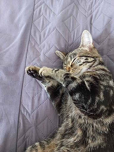 Kefta participe au concours pour gagner de l'argent avec cette photo : carnivore, cat, claw, comfort, domestic_short_haired_cat, felidae, fur, grey, linens, paw, sitting, sleeve, small_to_medium_sized_cats, snout, tail, terrestrial_animal, whiskers, wildlife