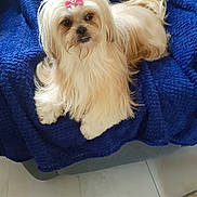 Ilona a rejoint le concours — aidez-le/la à gagner de superbes lots ! dog, small_dog, white_dog, long_hair, fluffy, pink_bow, pet, animal, portrait, sitting, chair, blue_blanket, indoors, tile_floor, groomed, cute, companion_animal, camera_facing, shih_tzu, long_fur