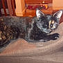 cat, tortoiseshell_cat, pet, sofa, couch, cushion, living_room, indoor, sleeping, resting, fur, whiskers, ear, paw, closeup, furniture, cardboard_box, household, flash, cozy
