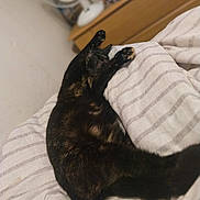 Cleo is registered to the contest to win money with this photo: cat, tortoiseshell_cat, bed, blanket, striped_pattern, indoor, dresser, fan, paws_up, belly_up, sleeping, cozy, pet, domestic_animal, fur, tail, relaxed, nightstand, soft_fabric, resting