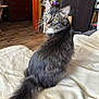 Mochi is registered to the contest to win money with this photo: cat, tabby, yellow_eyes, fluffy, looking_back, blanket, indoor, furniture, wooden_floor, cozy, home, pet, animal, whiskers, tail, ears, soft_texture, domestic, portrait, relaxed