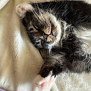 Mochi is registered to the contest to win money with this photo: cat, sleeping, fluffy, whiskers, paws, pink_pads, fur, cozy, blanket, closeup, pet, adorable, relaxed, indoor, cute, animal, mammal, resting, soft, tabby