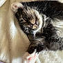 cat, sleeping, fluffy, whiskers, paws, pink_pads, fur, cozy, blanket, closeup, pet, adorable, relaxed, indoor, cute, animal, mammal, resting, soft, tabby