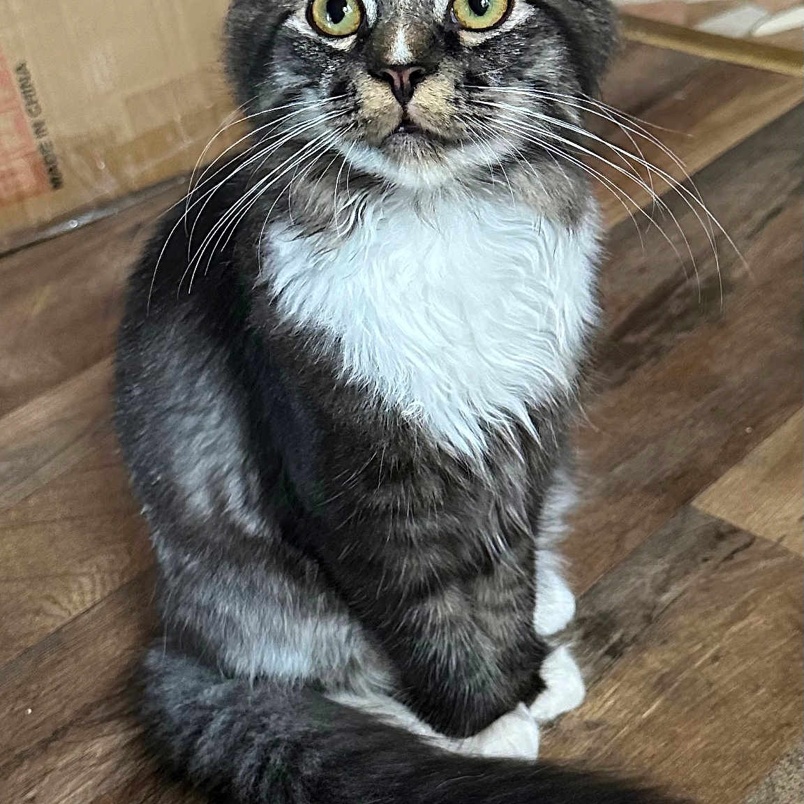 Mochi joined the competition — help win amazing prizes! animal, background, cardboard_box, cat, curious, cute, domestic_cat, ears, feline, flooring, fur, green_eyes, household, indoor, pet, sitting, tabby_cat, tail, whiskers, wooden_floor