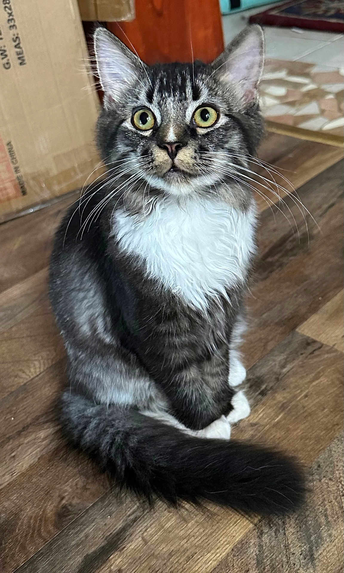 Mochi joined the competition — help win amazing prizes! cat, tabby_cat, sitting, indoor, wooden_floor, fur, whiskers, green_eyes, pet, animal, domestic_cat, curious, cute, feline, tail, ears, household, background, cardboard_box, flooring
