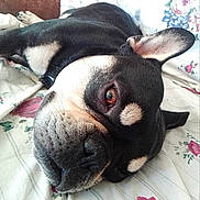 Theo is registered to the contest to win money with this photo: bed, black_and_tan_dog, black_fur, brown_eyes, close_up, cozy, dog, floppy_ears, floral_bedding, funny_pose, indoors, lying_down, nose, pet, pointed_ears, portrait, relaxed, sleepy, snout, tan_markings