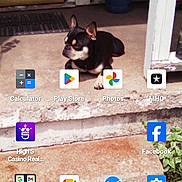 Theo joined the competition — help win amazing prizes! dog, porch, concrete, plant, door, step, outdoor, pet, black_dog, tan_dog, sunlight, shadow, relaxing, animal, house, potted_plant, sidewalk, phone_screenshot, app_icons, casual