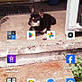 dog, porch, concrete, plant, door, step, outdoor, pet, black_dog, tan_dog, sunlight, shadow, relaxing, animal, house, potted_plant, sidewalk, phone_screenshot, app_icons, casual