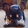 dog, french_bulldog, indoor, carpet, pet, animal, lying_down, ears, face, cute, expression, home, crate, furniture, floor, canine, black_and_tan, companion, resting, looking