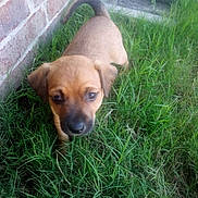 Bubba is registered to the contest to win money with this photo: animal, brick_wall, brown, closeup, curious, cute, daylight, dog, ears, front_view, grass, mammal, nature, outdoor, pet, puppy, small, tail, walking, young_animal