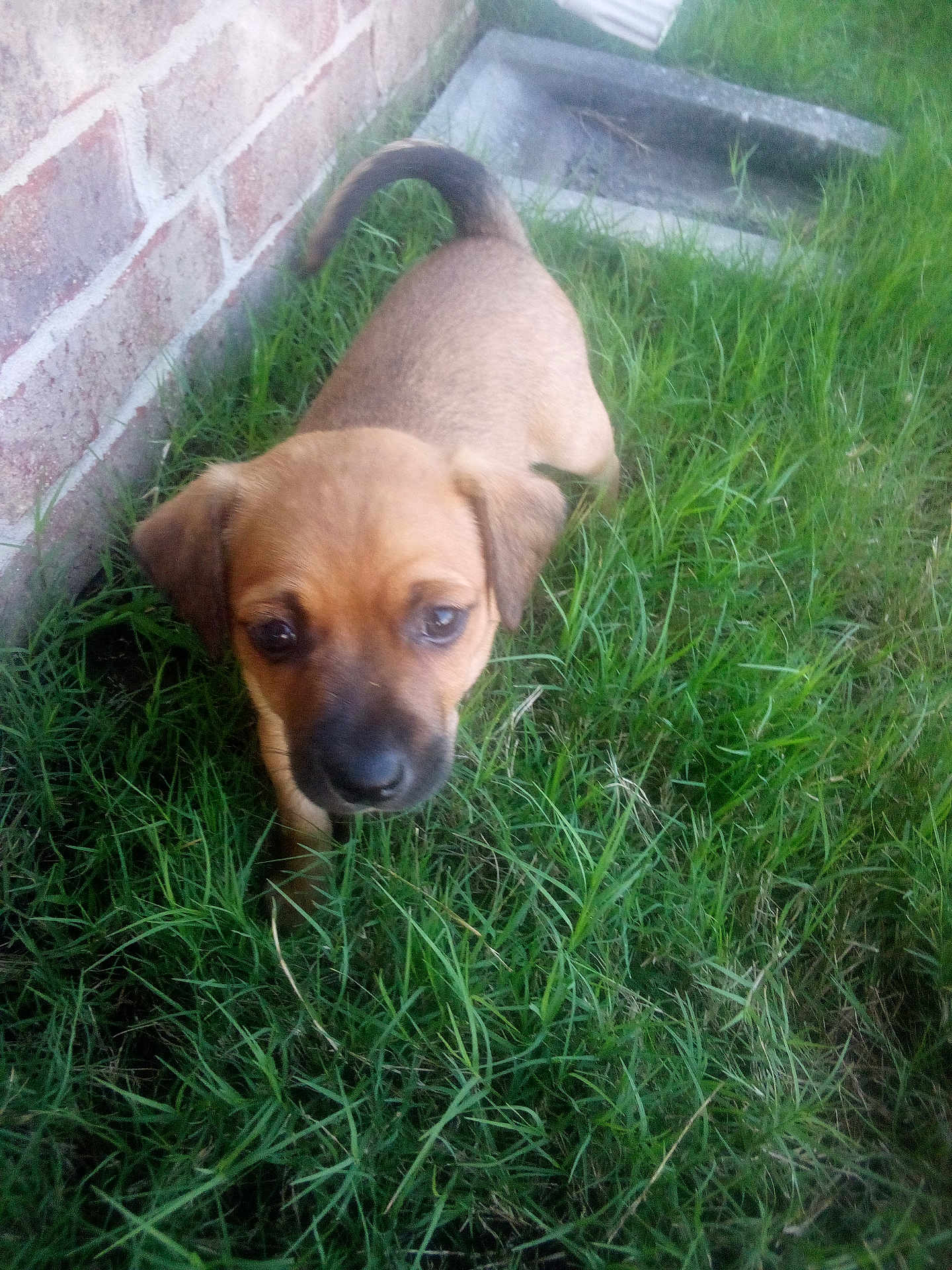 Bubba is registered to the contest to win money with this photo: animal, brick_wall, brown, closeup, curious, cute, daylight, dog, ears, front_view, grass, mammal, nature, outdoor, pet, puppy, small, tail, walking, young_animal