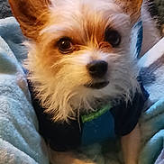 Jax joined the competition — help win amazing prizes! dog, small_dog, fluffy_fur, big_ears, blanket, blue_blanket, clothing, blue_clothing, green_clothing, pet, cute, snuggling, indoor, cozy, fur, looking, animal, companion, soft_texture, warm_lighting