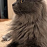Mochi is registered to the contest to win money with this photo: animal, carpet, cat, closeup, cozy, cute, domestic_cat, feline, fluffy, fur, gray, indoor, mammal, paw, pet, portrait, relaxed, side_view, whiskers, yellow_eyes