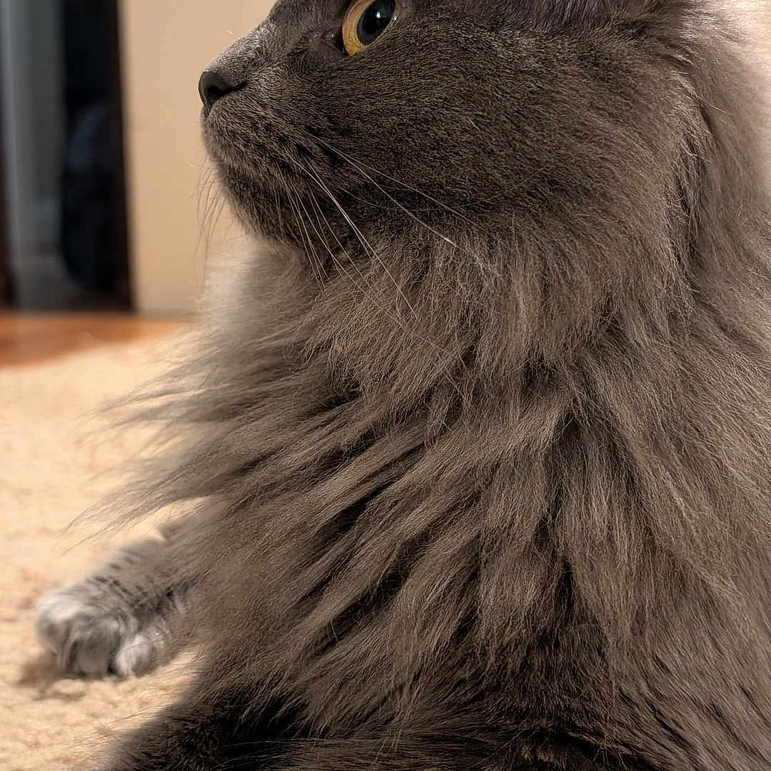 Mochi
