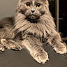 Mochi is registered to the contest to win money with this photo: alert, animal, cat, close_up, cute, ears, feline, fluffy, fur, gray_cat, indoor, long_hair, lying_down, mammal, paws, pet, portrait, resting, whiskers, yellow_eyes
