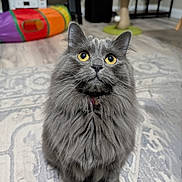 Mochi is registered to the contest to win money with this photo: animal, carpet, cat, cat_scratcher, cat_tunnel, curious, cute, domestic_cat, floor, fluffy_fur, furniture, gray_cat, home, indoor, looking_up, mammal, pet_toys, portrait, whiskers, yellow_eyes