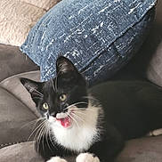 Gilbert joined the competition — help win amazing prizes! animal, black_and_white, cat, cushion, cute, domestic, ears, eyes, feline, fur, indoor, kitten, mouth_open, paws, pet, playful, resting, sofa, whiskers, young