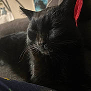 Spinx joined the competition — help win amazing prizes! black_cat, cat, sleeping, resting, animal, pet, feline, indoors, couch, fur, whiskers, closeup, relaxed, domestic_animal, home, cozy, quiet, shadows, comfort, nap