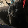 black_cat, cat, sleeping, resting, animal, pet, feline, indoors, couch, fur, whiskers, closeup, relaxed, domestic_animal, home, cozy, quiet, shadows, comfort, nap