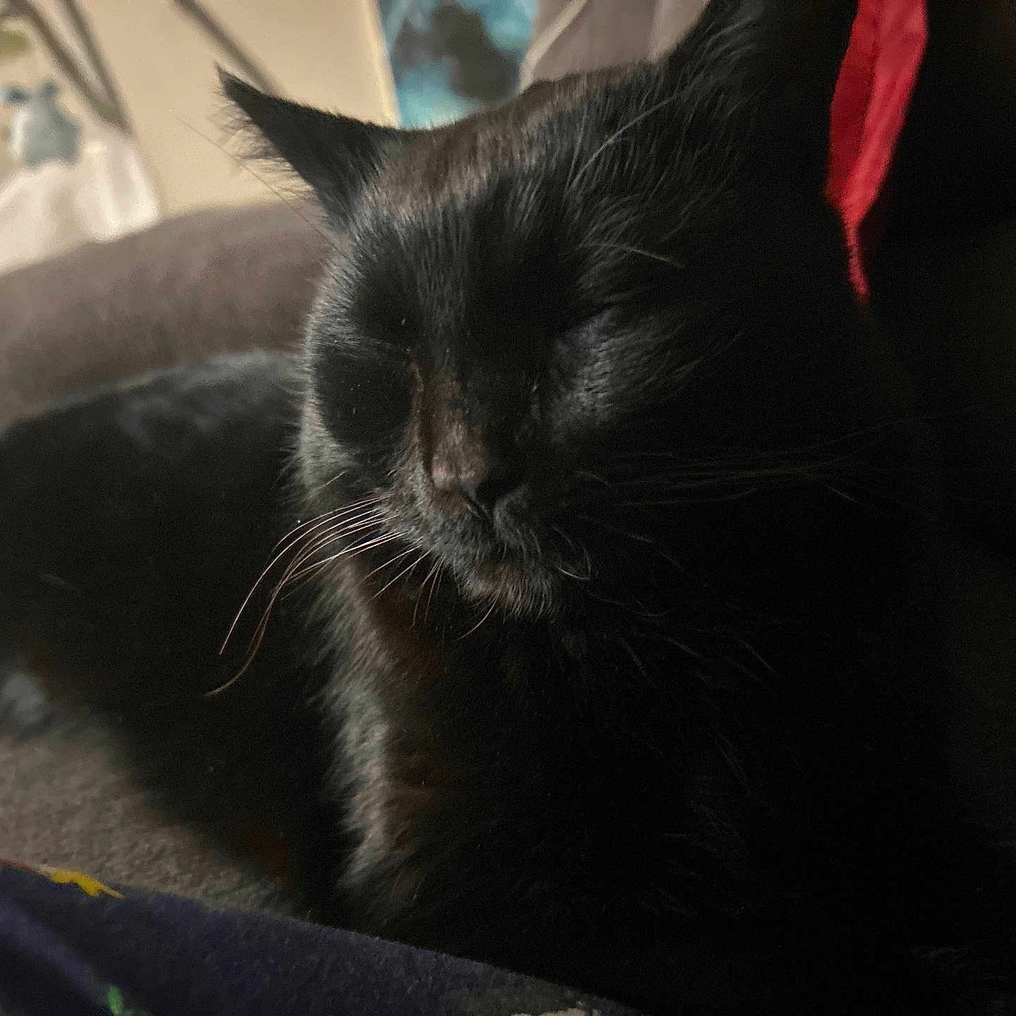 Spinx joined the competition — help win amazing prizes! black_cat, cat, sleeping, resting, animal, pet, feline, indoors, couch, fur, whiskers, closeup, relaxed, domestic_animal, home, cozy, quiet, shadows, comfort, nap