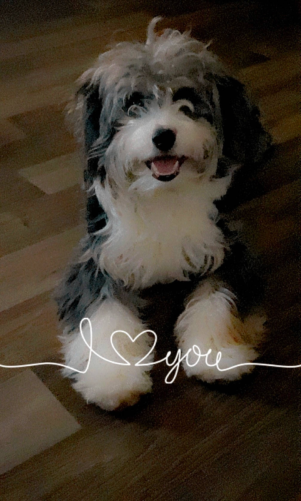 Bullseye joined the competition — help win amazing prizes! canidae, carnivore, companion_dog, dog, dog_breed, dog_supply, fur, non_sporting_group, paw, small_terrier, smile, sporting_group, terrier, toy_dog, working_animal, working_dog