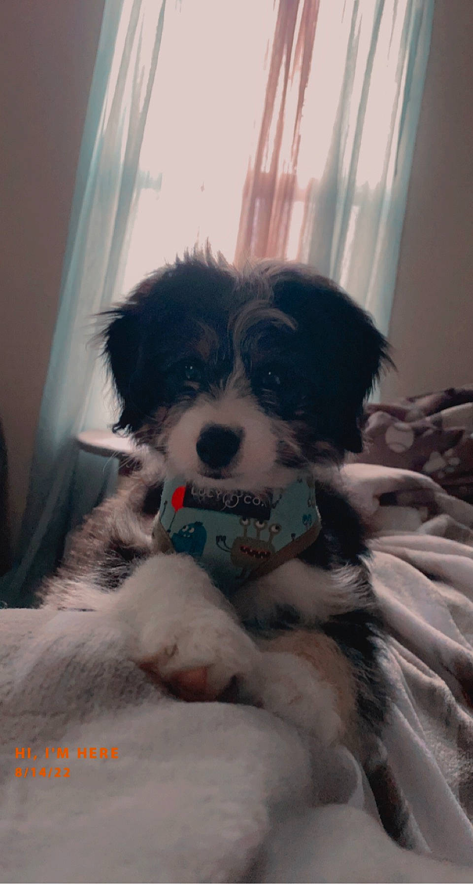 Bullseye joined the competition — help win amazing prizes! border_collie, canidae, carnivore, companion_dog, curtain, dog, dog_breed, fur, herding_dog, mammal, non_sporting_group, puppy, sporting_group, toy_dog, window, window_treatment, working_animal, working_dog