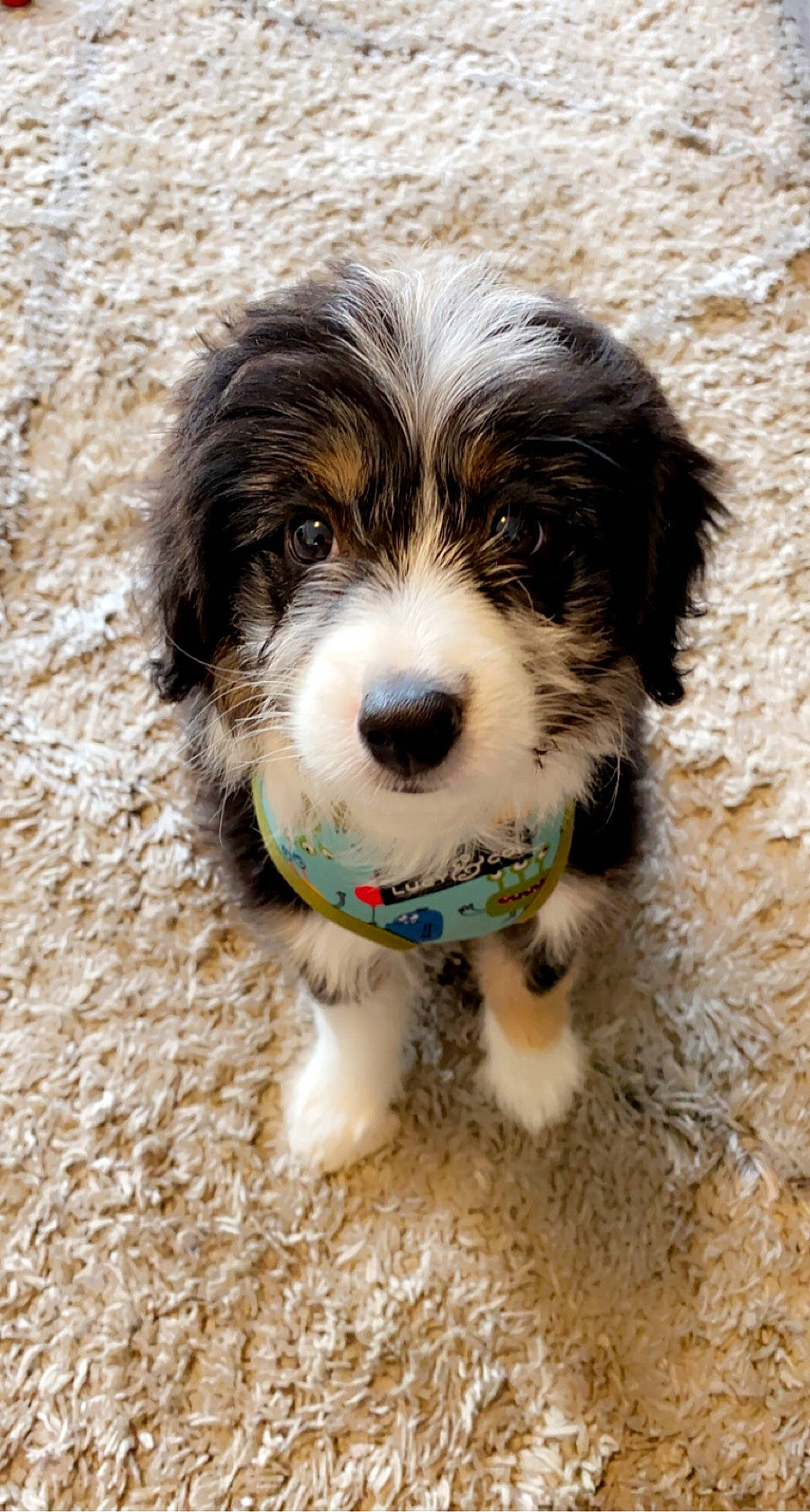 Bullseye joined the competition — help win amazing prizes! biewer_terrier, canidae, carnivore, companion_dog, dog, dog_breed, fur, liver, maltepoo, small_terrier, snout, sporting_group, terrestrial_animal, terrier, toy_dog