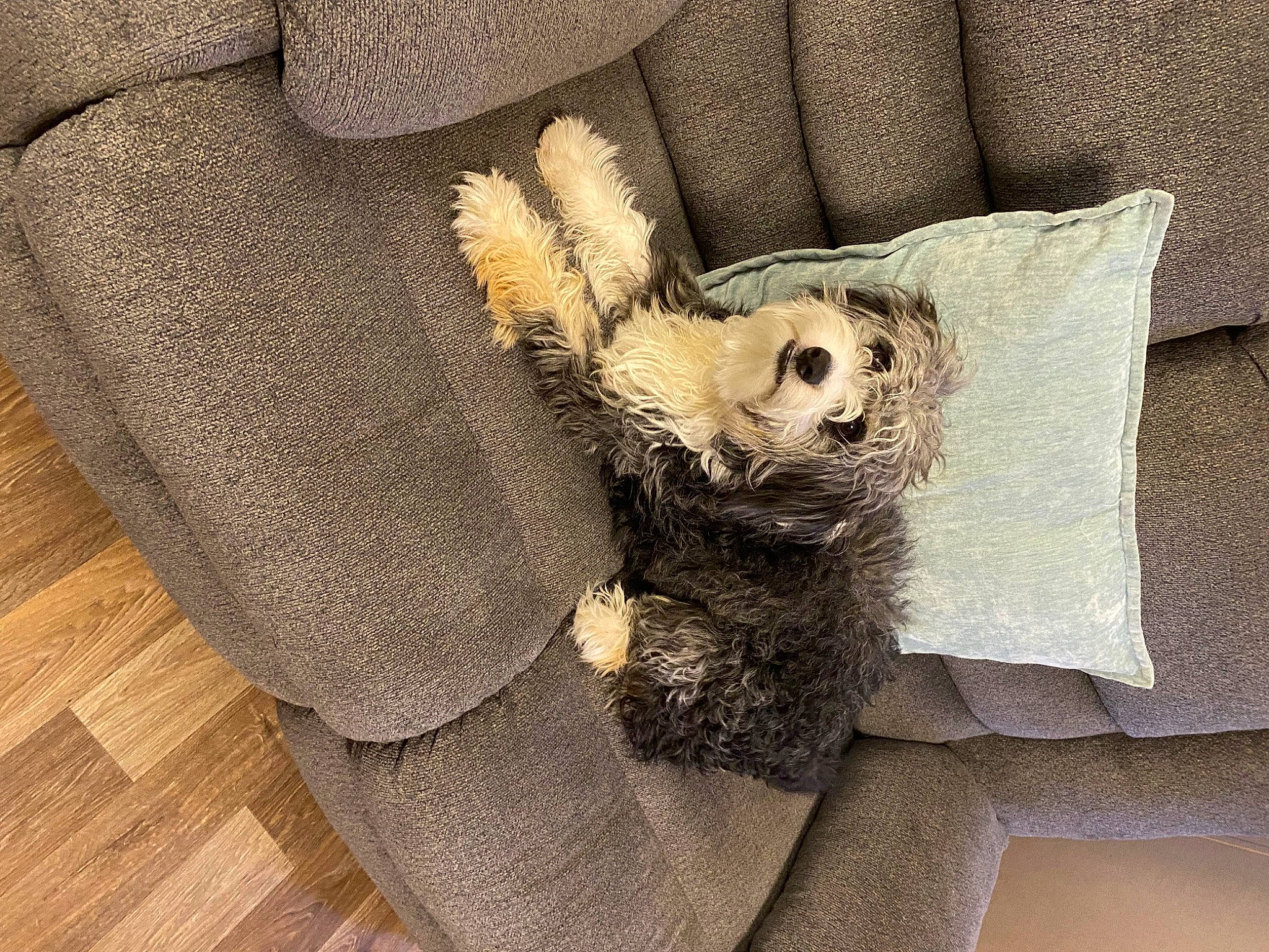 Bullseye joined the competition — help win amazing prizes! bag, beige, carnivore, clock, comfort, companion_dog, dog, dog_breed, dog_supply, fawn, grey, hardwood, linens, pillow, sporting_group, stuffed_toy, throw_pillow, toy, toy_dog, wood