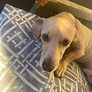 Dumbo is registered to the contest to win money with this photo: dog, animal, pet, cushion, pattern, wood, chewed, sunlight, indoor, resting, closeup, face, paw, beige, collar, cute, looking, expression, relaxed, texture