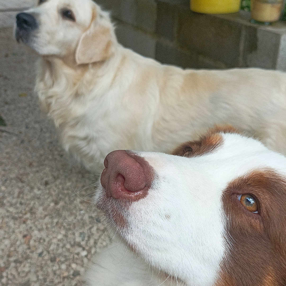 Sam Et Tya participe au concours pour gagner de l'argent avec cette photo : accessories, animal, beagle, bucket, canine, cockerspaniel, collie, cup, dog, eskimodog, goldenretriever, hound, husky, labradorretriever, pet, plant, puppy, strap, whitedog, wood