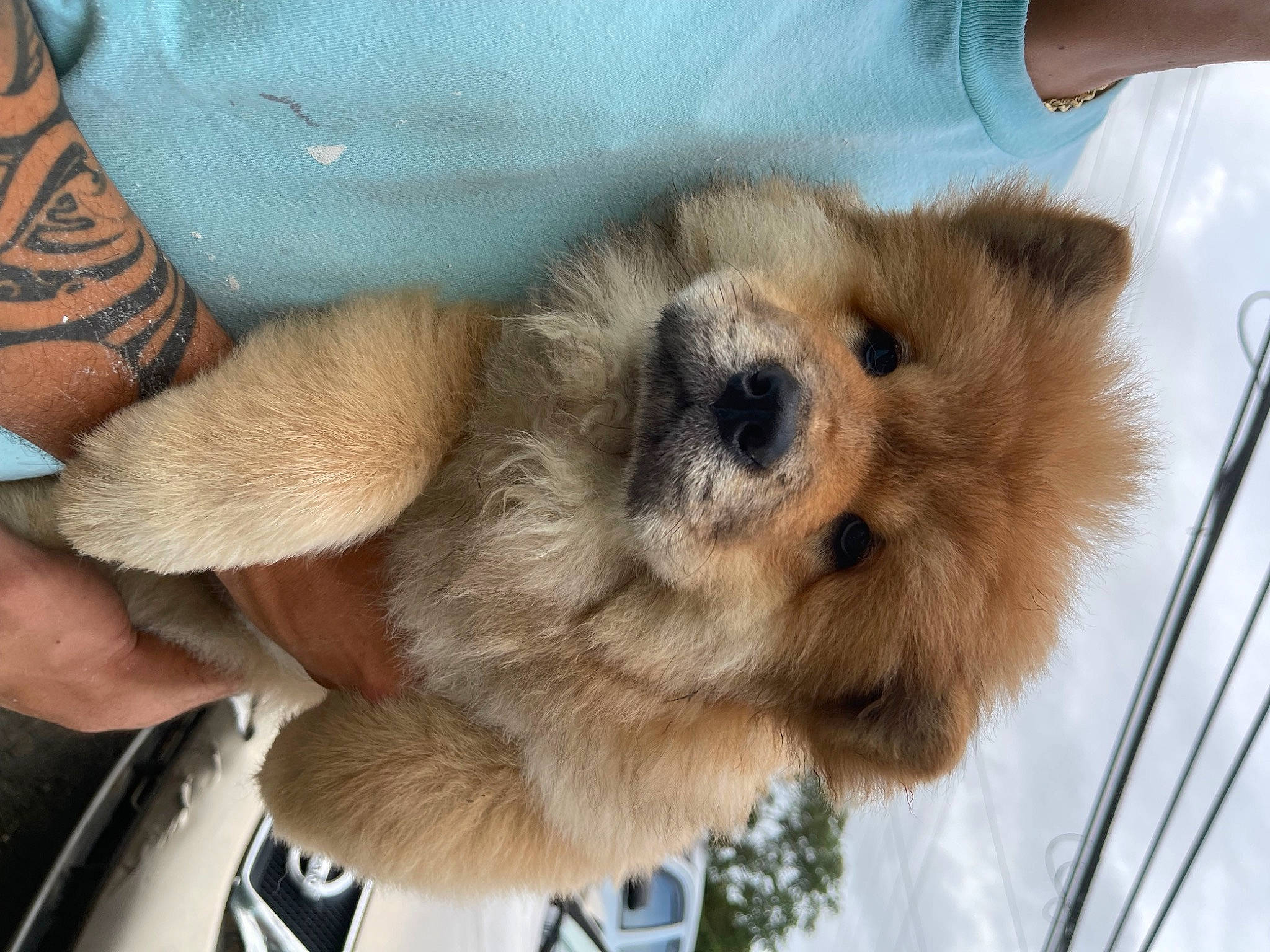 Chula is registered to the contest to win money with this photo: canidae, carnivore, claw, companion_dog, dog, dog_breed, fawn, fur, paw, snout, sporting_group, terrestrial_animal, toy_dog, working_animal, wrist