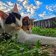 Spot joined the competition — help win amazing prizes! cat, cats, animal, outdoor, grass, sky, clouds, fence, nature, pet, resting, relaxed, calico_cat, black_and_white_cat, whiskers, ears, closeup, daylight, greenery, cute