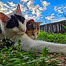 cat, cats, animal, outdoor, grass, sky, clouds, fence, nature, pet, resting, relaxed, calico_cat, black_and_white_cat, whiskers, ears, closeup, daylight, greenery, cute