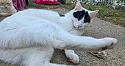 Spot is registered to the contest to win money with this photo: cat, white_cat, black_markings, outdoor, patio, concrete, stretching, relaxed, multiple_cats, food_bowl, cushions, grass, garden, fence, daylight, animal, pet, nature, sleepy, curious