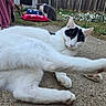 cat, white_cat, black_markings, outdoor, patio, concrete, stretching, relaxed, multiple_cats, food_bowl, cushions, grass, garden, fence, daylight, animal, pet, nature, sleepy, curious
