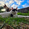 Spot joined the competition — help win amazing prizes! cat, animal, outdoor, grass, sky, clouds, relaxing, nature, pet, feline, mammal, blurred_background, daylight, two_cats, close_up, greenery, resting, cute, domestic_animal, peaceful