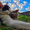 Spot joined the competition — help win amazing prizes! cat, cats, animal, pets, outdoor, grass, sky, clouds, fence, nature, whiskers, closeup, snuggling, black_and_white_cat, calico_cat, ears, fur, daylight, relaxing, backyard