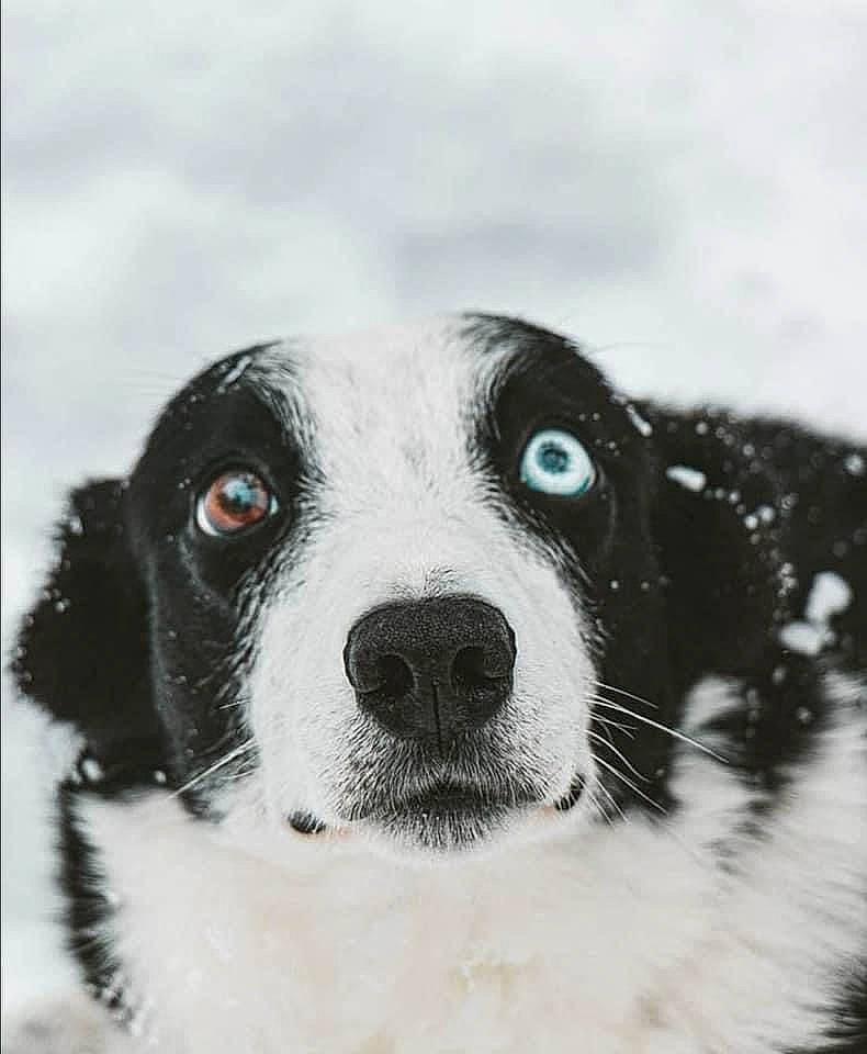 Hora a rejoint le concours — aidez-le/la à gagner de superbes lots ! art, canidae, carnivore, collar, companion_dog, dog, dog_breed, dog_collar, drawing, fur, gun_dog, monochrome_photography, non_sporting_group, painting, pointing_breed, snout, sporting_group, whiskers, working_animal, working_dog