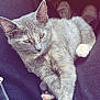 Oats joined the competition — help win amazing prizes! animal, cat, claws, companion, cozy, cute, domestic, ears, feline, fur, gray_cat, indoor, lap, mammal, paws, pet, relaxed, resting, sleepy, whiskers
