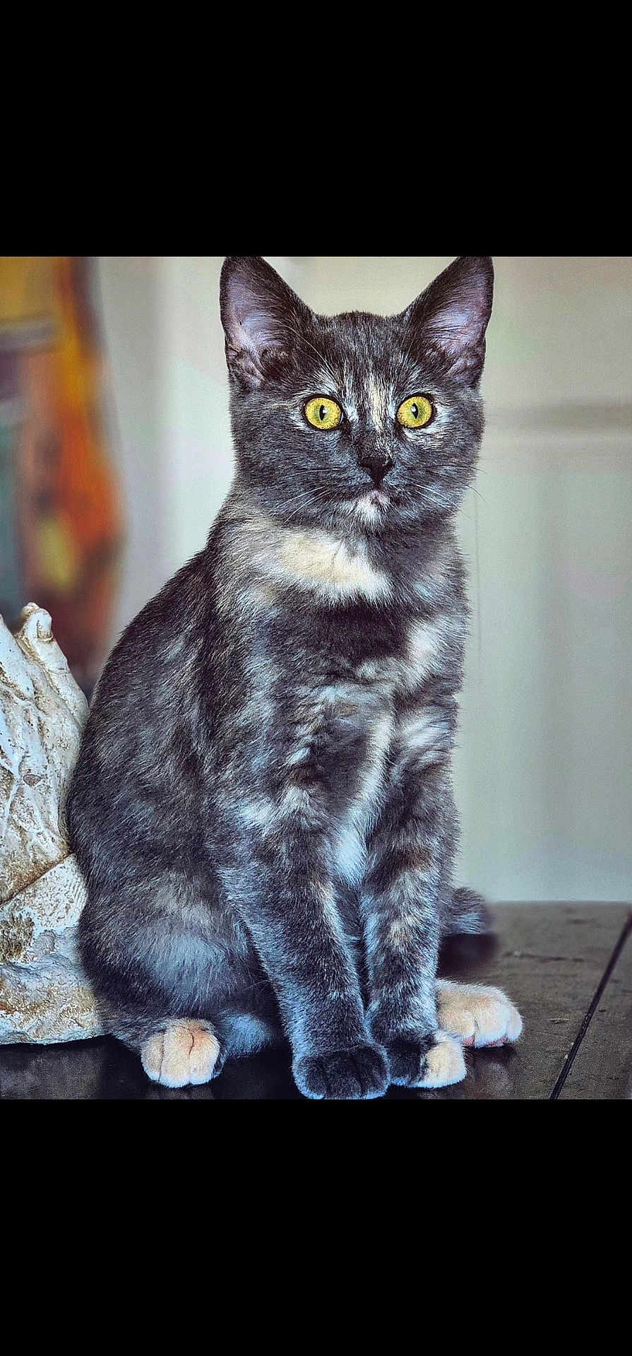 Oats joined the competition — help win amazing prizes! alert, animal, cat, closeup, cute, domestic_cat, feline, fur, indoor, looking, paws, pet, portrait, sharp, sitting, soft_background, table, tortoiseshell_cat, whiskers, yellow_eyes