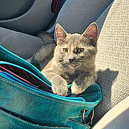Oats joined the competition — help win amazing prizes! animal, car_interior, car_seat, cat, closeup, cute, domestic_cat, door_panel, fabric_texture, feline, gray_cat, handbag, kitten, leather, pet, relaxed, seatbelt_buckle, shadow, sunlight, teal_bag