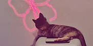 Oats is registered to the contest to win money with this photo: animal, butterfly_projection, carpet, cat, cozy, curious, domestic, feline, home, indoor, light, pet, pet_carrier, play_toy, quiet, red_tunnel, relaxed, resting, shadow, wall